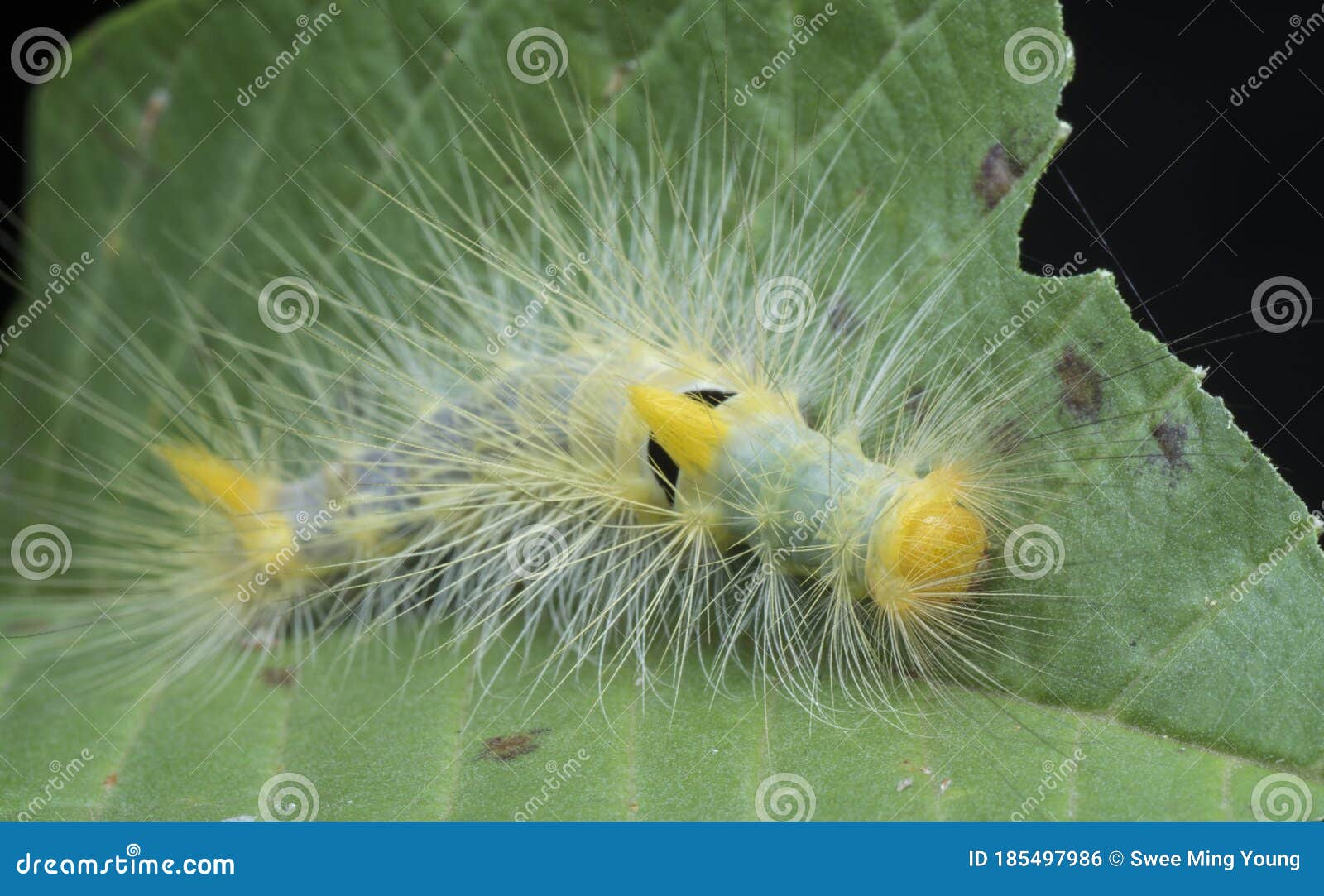 Closeup With Tussock Moth Larvae Caterpillar Stock Photo