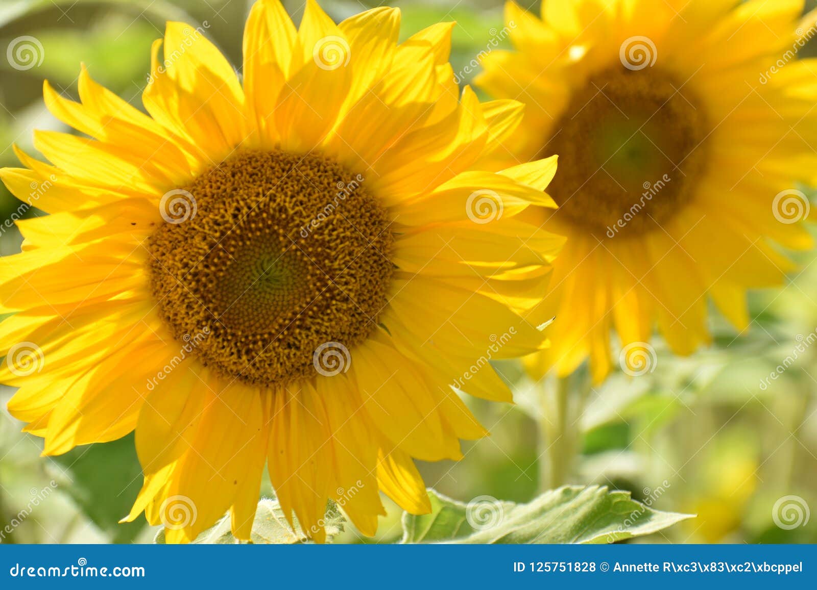 Closeup of Two Beautiful Yellow Sunflowers on a Sunny Summer Day Stock ...