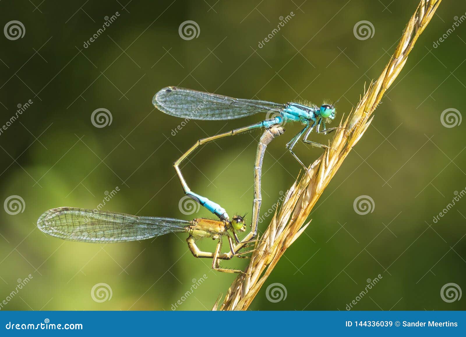 bluetail consulting bluetail consulting