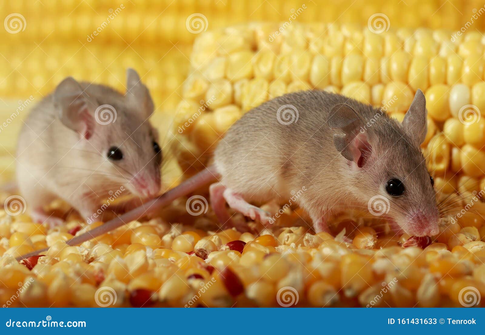 Mice Control in Barn