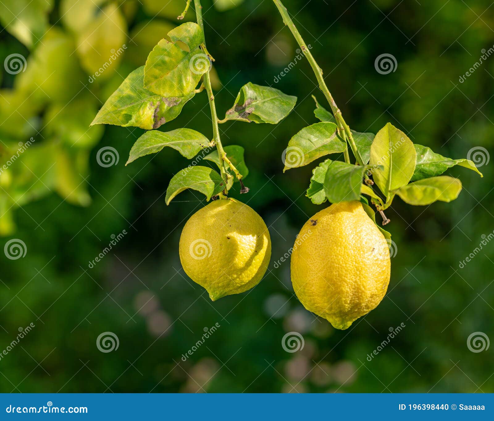two imperfect lemons with flaws on the tree
