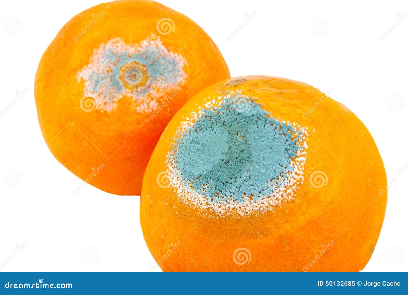 Closeup of Two Moldy and Rotten Oranges Isolated Stock Image Image of