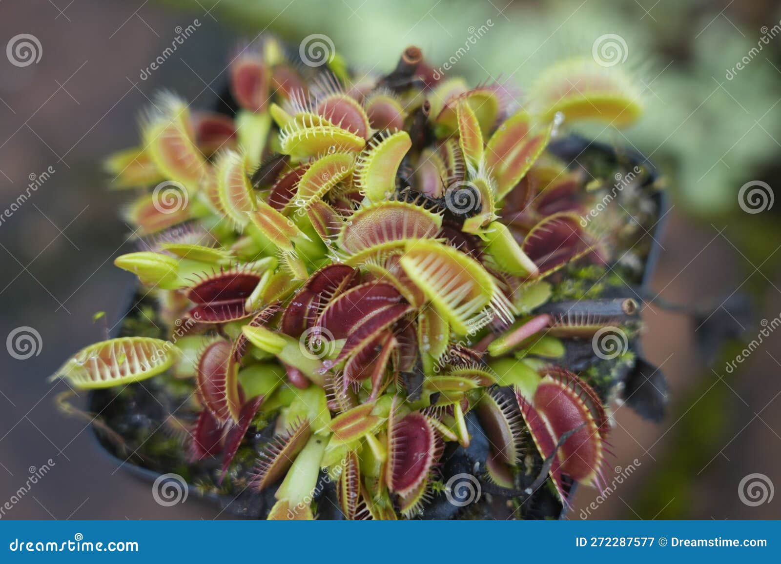 Closeup of a Venus Flytrap in the Pot, a Carnivorous Plant with Open