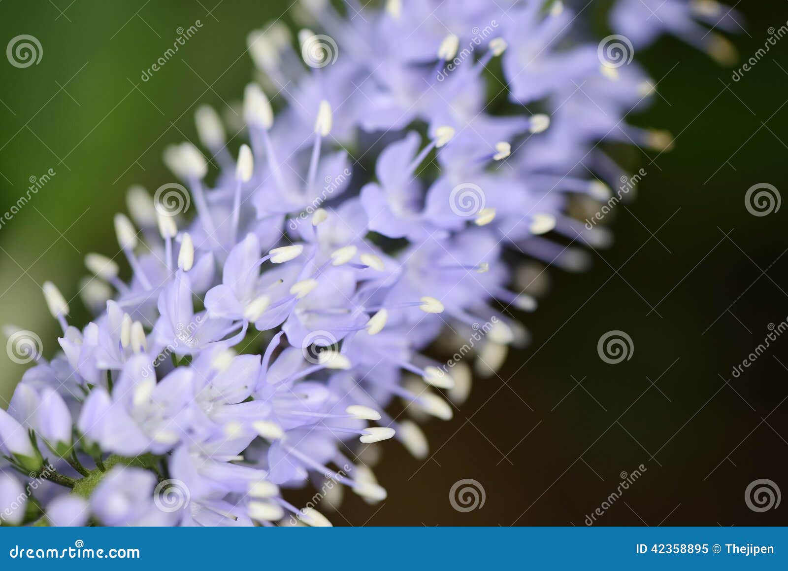 Closeup of Veronica Longifolia Flowers Stock Image Image of natural
