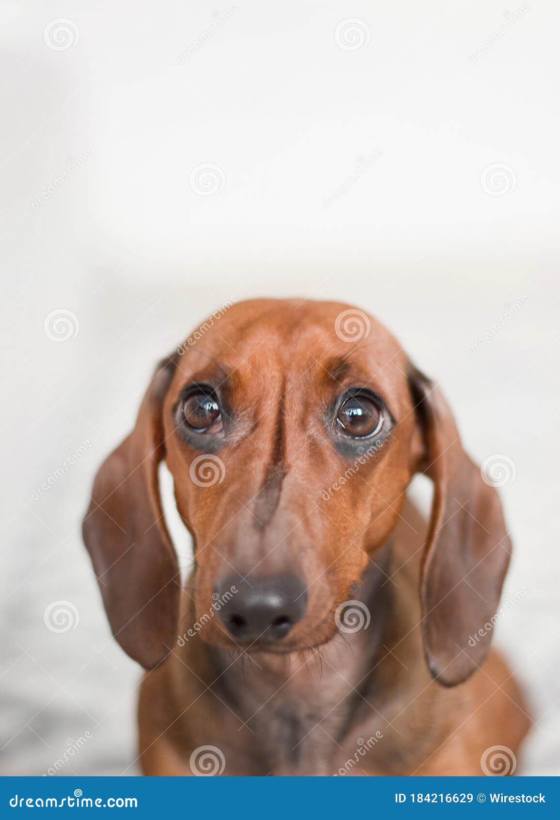 long eared dachshund