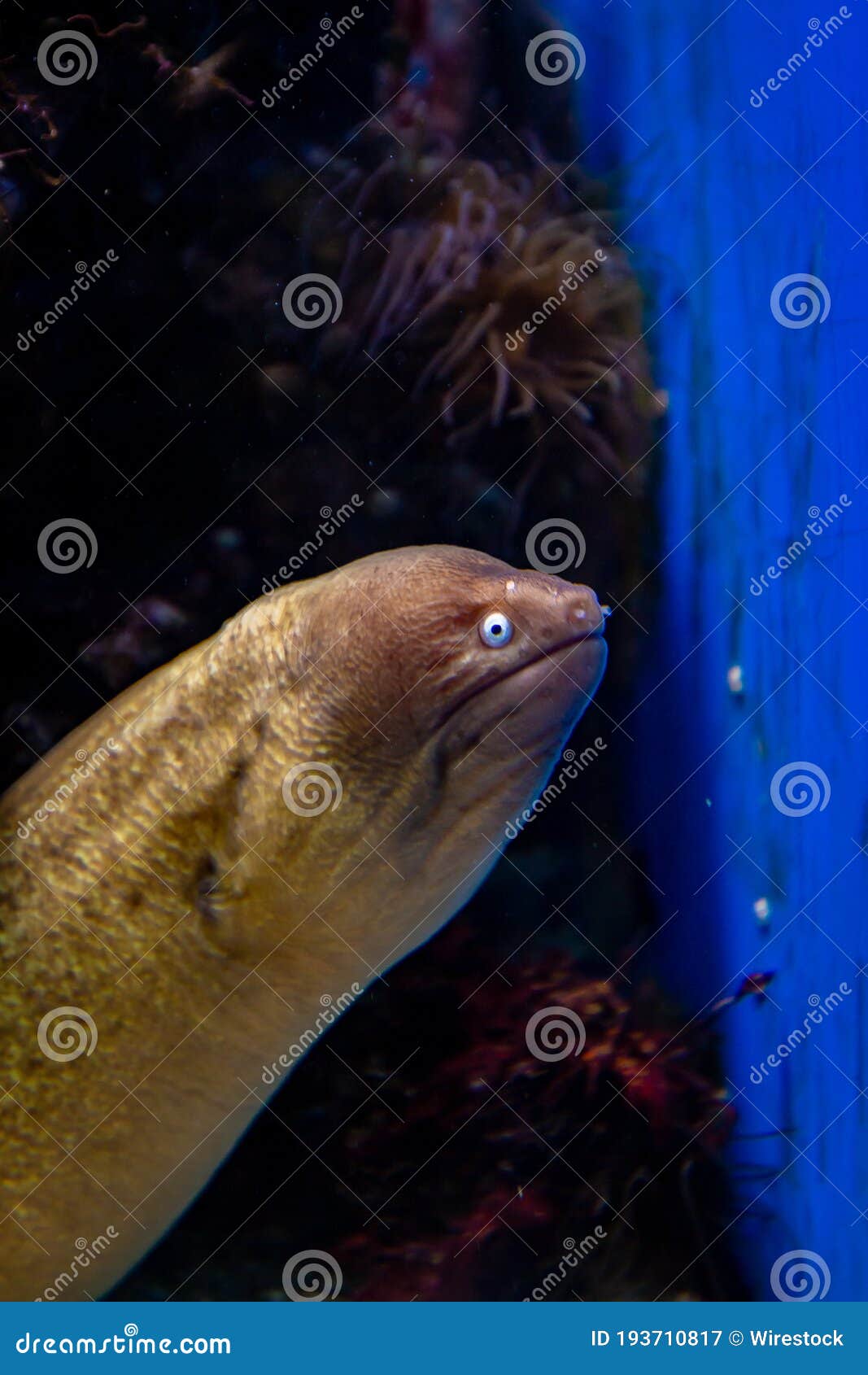 Closeup Vertical Shot of a Moray Eel in the Aquarium Stock Image