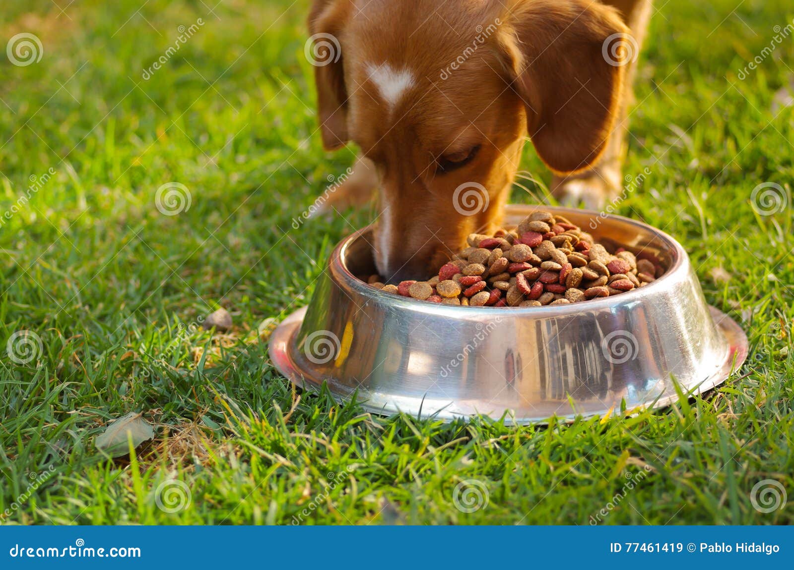 Closeup Very Cute Mixed Breed Dog Eating From Metal Bowl With Fresh Crunchy Food ...1300 x 951