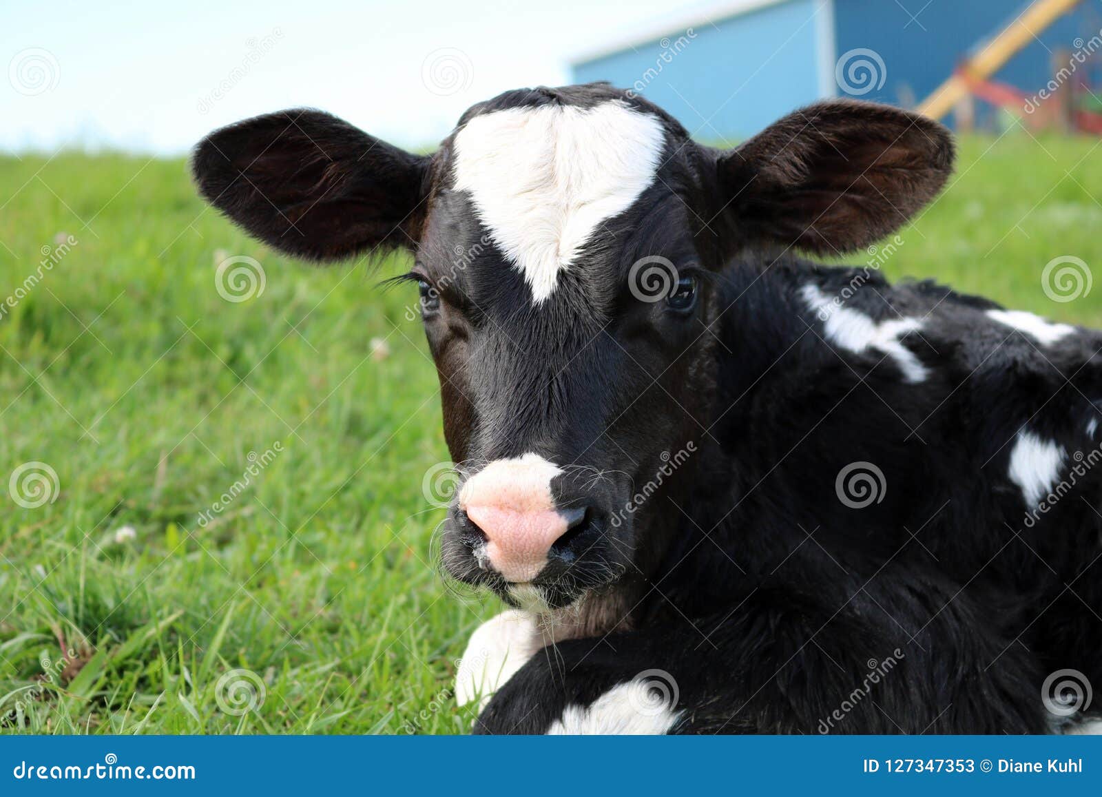 closeup of a very newborn holstein calf laying in the field looking at the camera