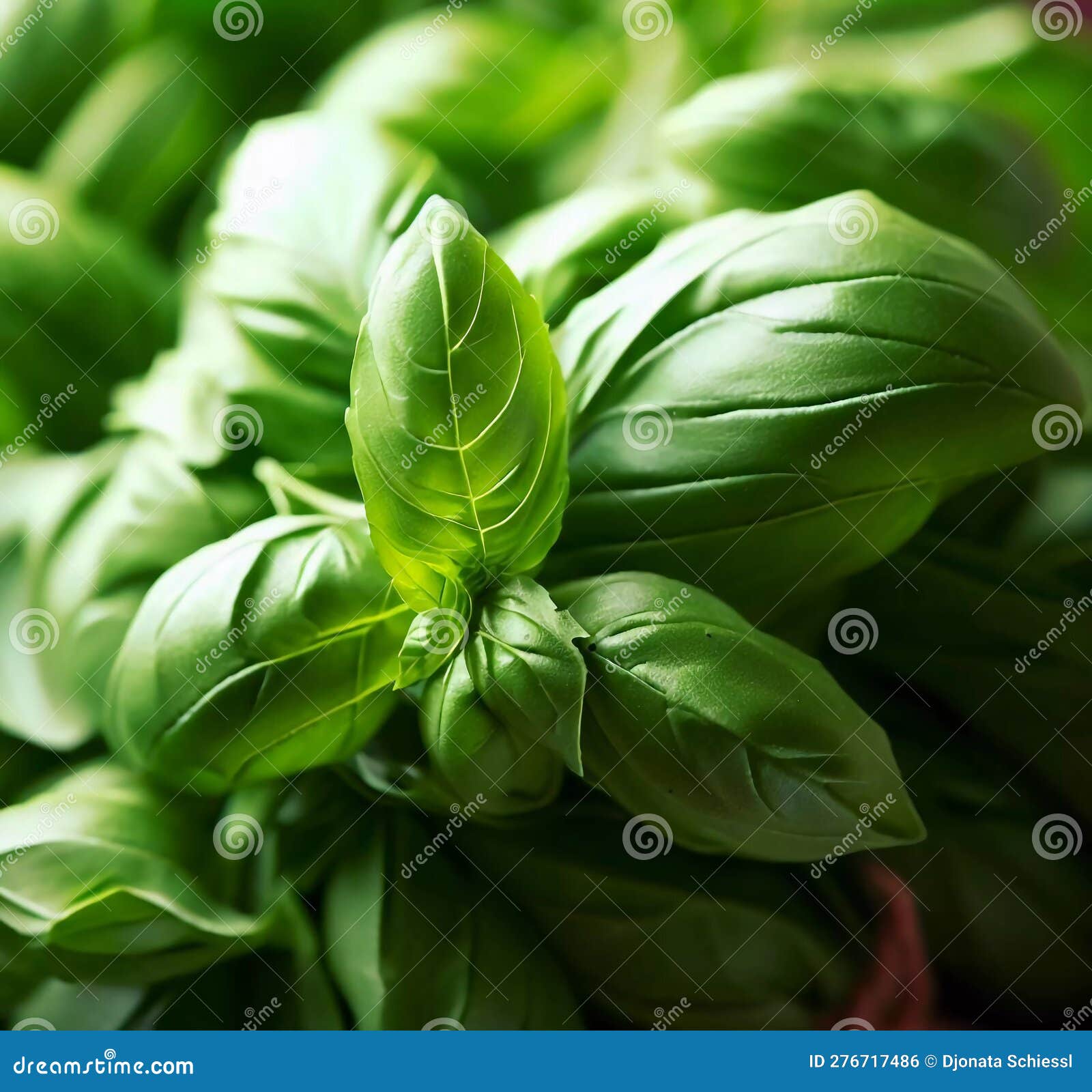 a closeup of vibrant leaves