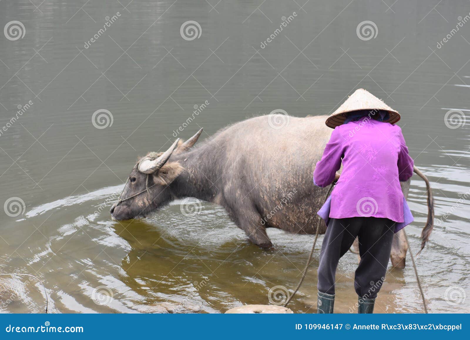 Closeup a Vietnamese Woman Bathing a Water Buffalo Work, Vietnam, Hanoi Stock Image - Image of ancient, hanoi: 109946147
