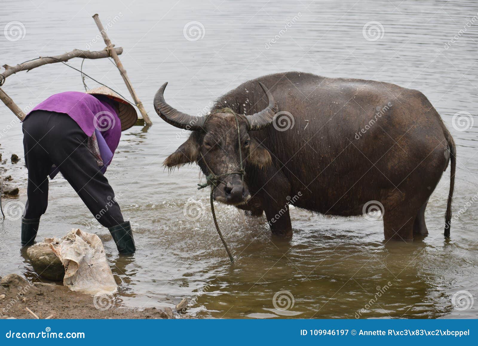 Closeup of Vietnamese Woman Bathing a Water Buffalo after Work, Vietnam, Hanoi Stock Image - Image of mammal, hanoi: 109946197