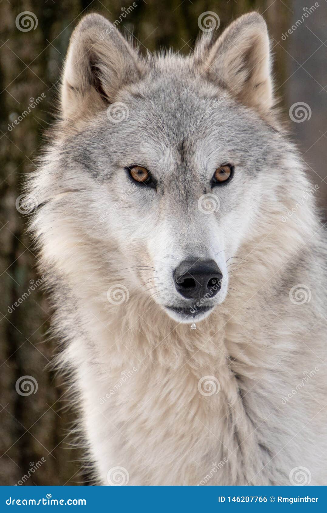 885 Wolf Front Face Photos - Free & Royalty-Free Stock Photos from