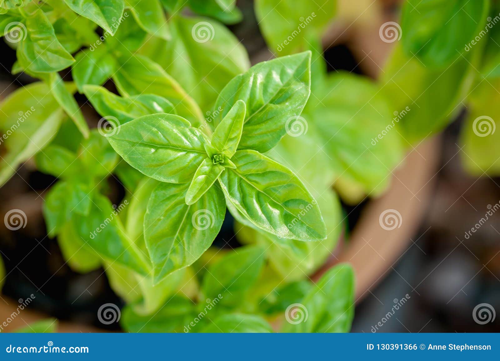 Closeup View of Basil Growing in a Terra Cotta Pot in a Garden. Stock