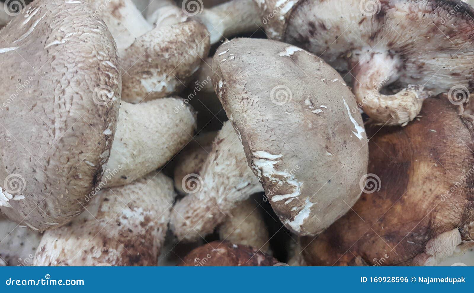 Closeup View of Big Pile of Fresh Harvested Mushrooms Stock Photo ...