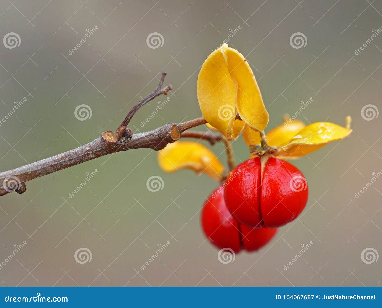 Bittersweet Berries 2 stock image. Image of plant, yellow 164067687