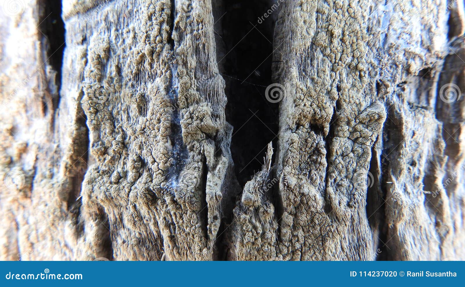 closeup view of coconut tree trunk.