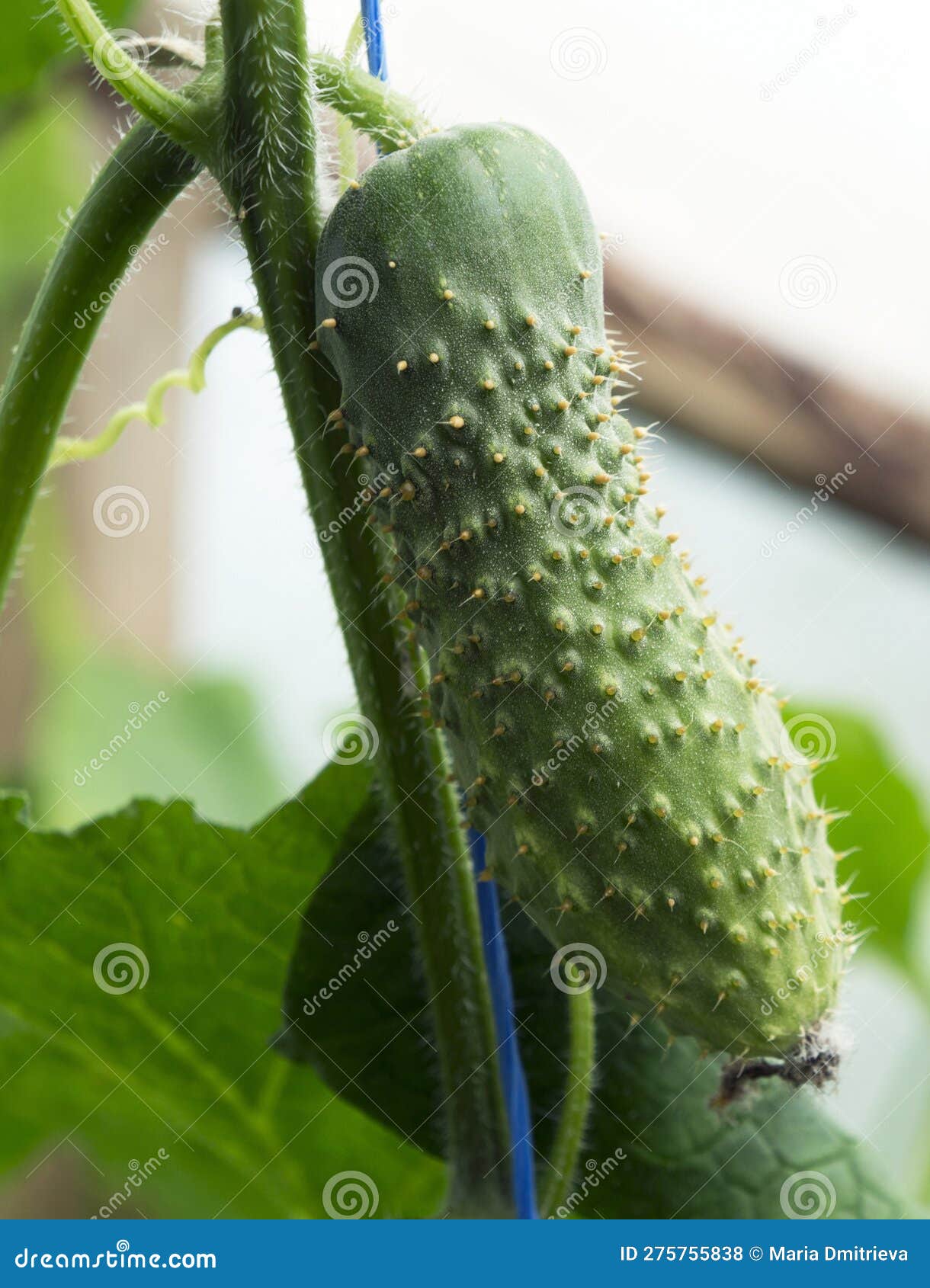 Closeup View Of A Cucumber Cucumis Sativus Growing On Vines Stock