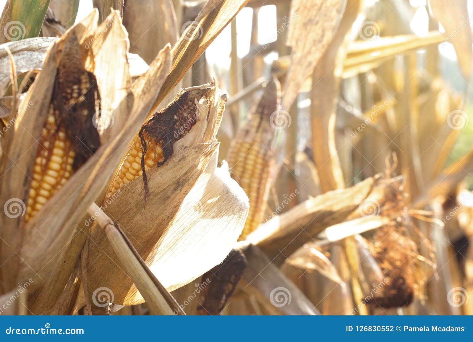 Closeup View of the Ears of Corn on the Stalks Stock Photo Image of