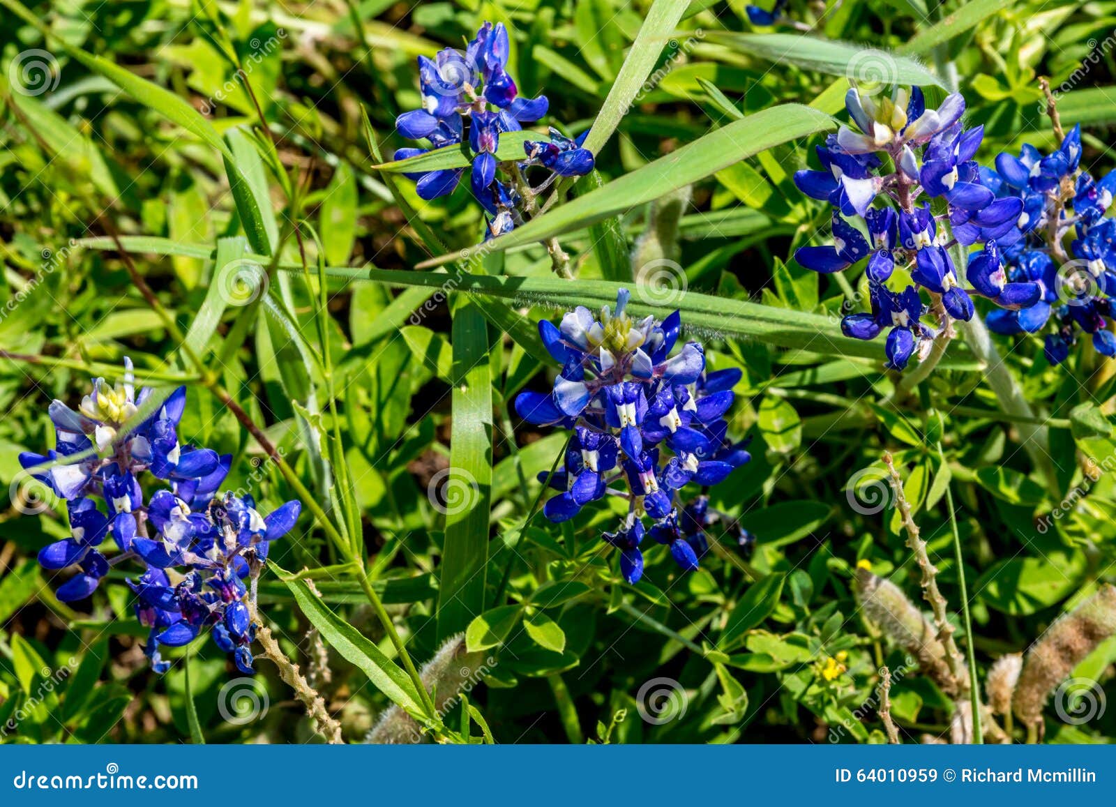 closeup view of famous texas bluebonnet (lupinus texensis) wildflowers