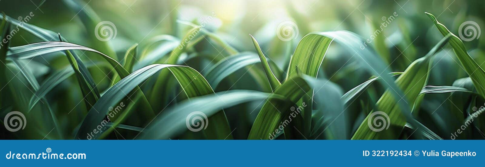 closeup view of green grass blades in sunlight