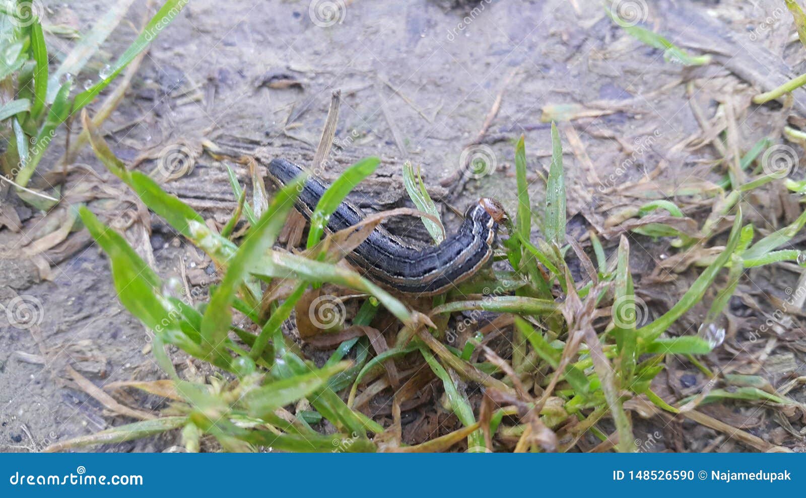 download black hornworm download black hornworm