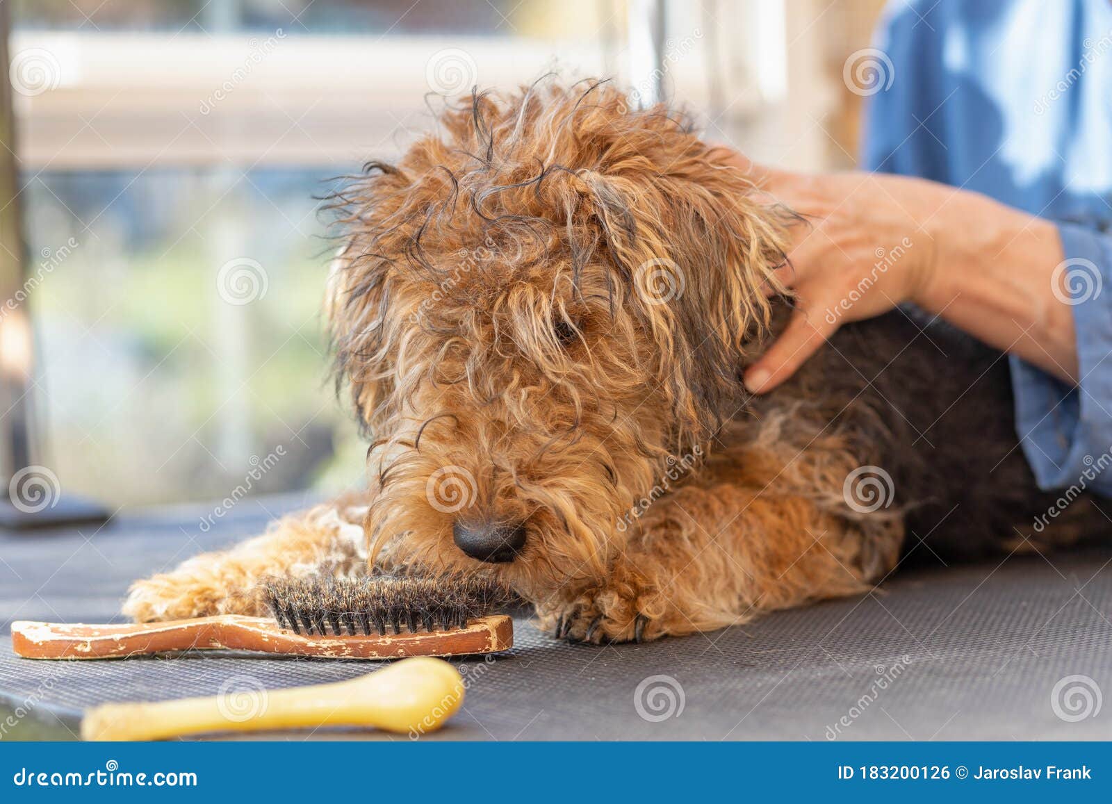 Closeup View Of Groomed Puppy Of Welsh Terrier Looking ...