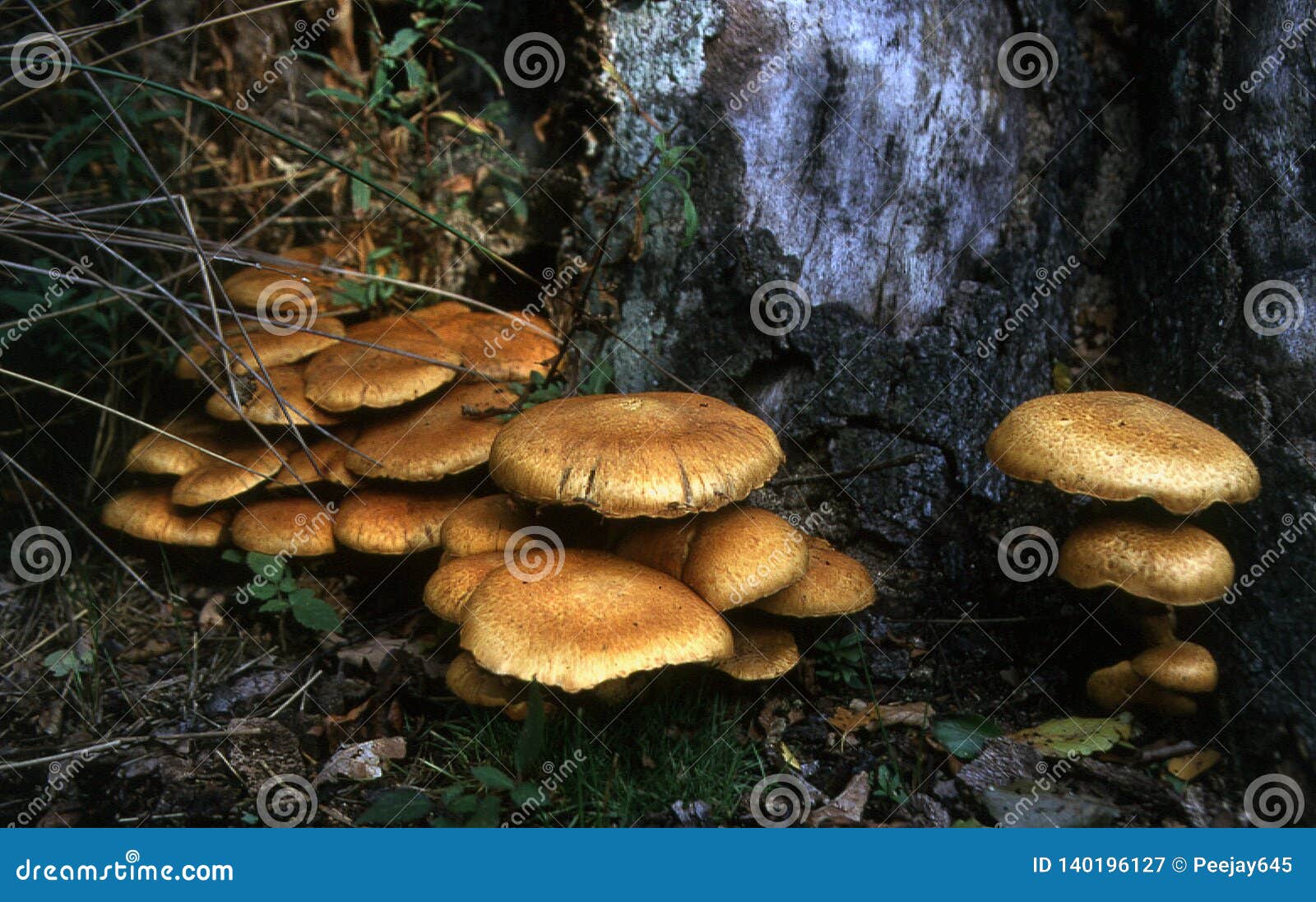 brown toadstalls