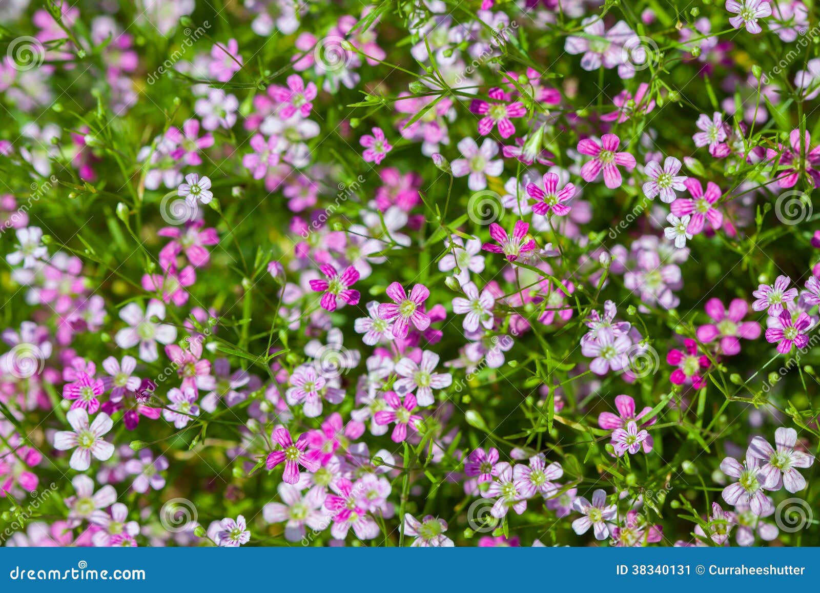 Closeup View of Gypsophila Flowers Stock Image Image of flora