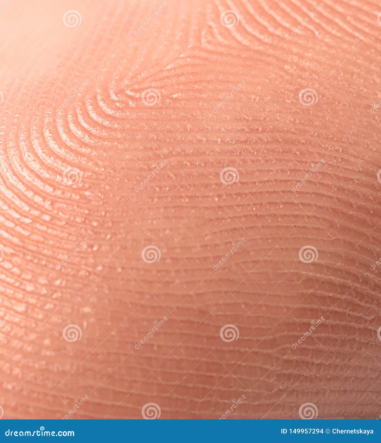 Human Finger. Friction Ridge Pattern Stock Photo Image of female
