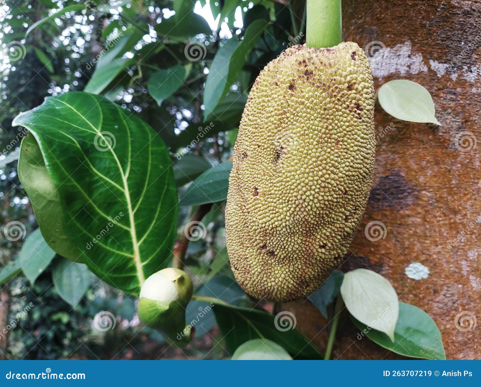 Closeup View of a Jackfruit Flower and Young Jackfruit Stock Image