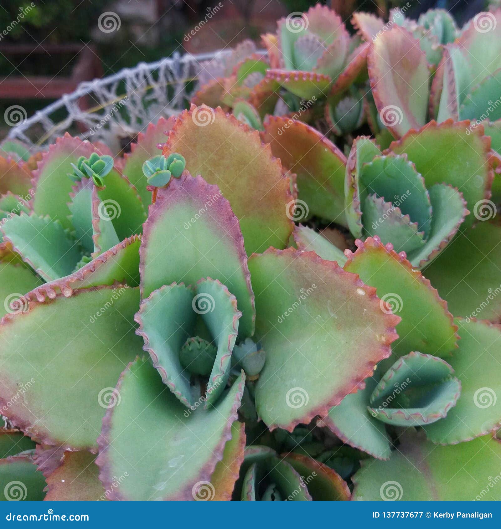 Closeup View Of Katakataka Plant In The Philippines Stock Image Image Of Green Leaf