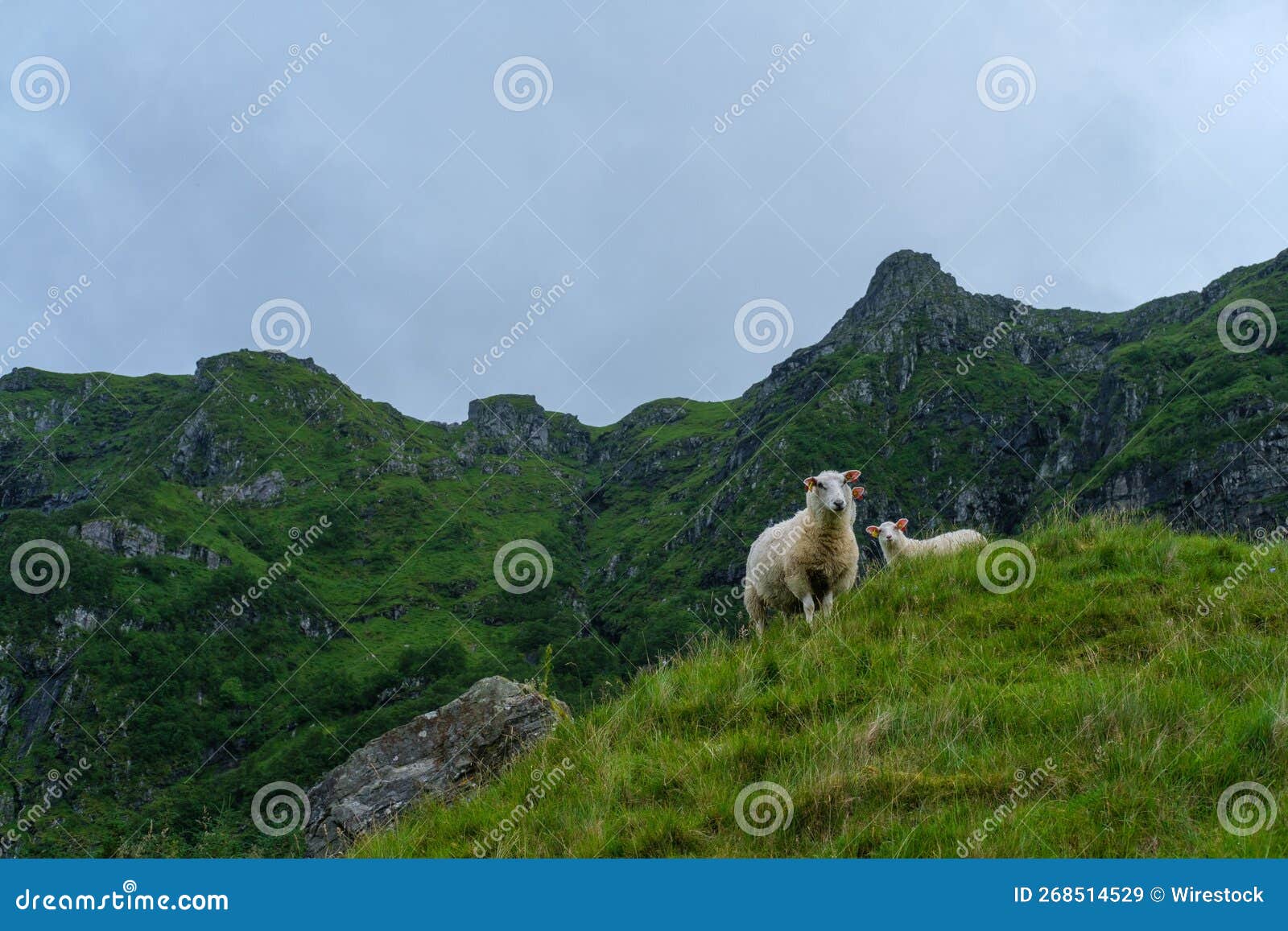 closeup view of old norwegian sheep on the mountain slope