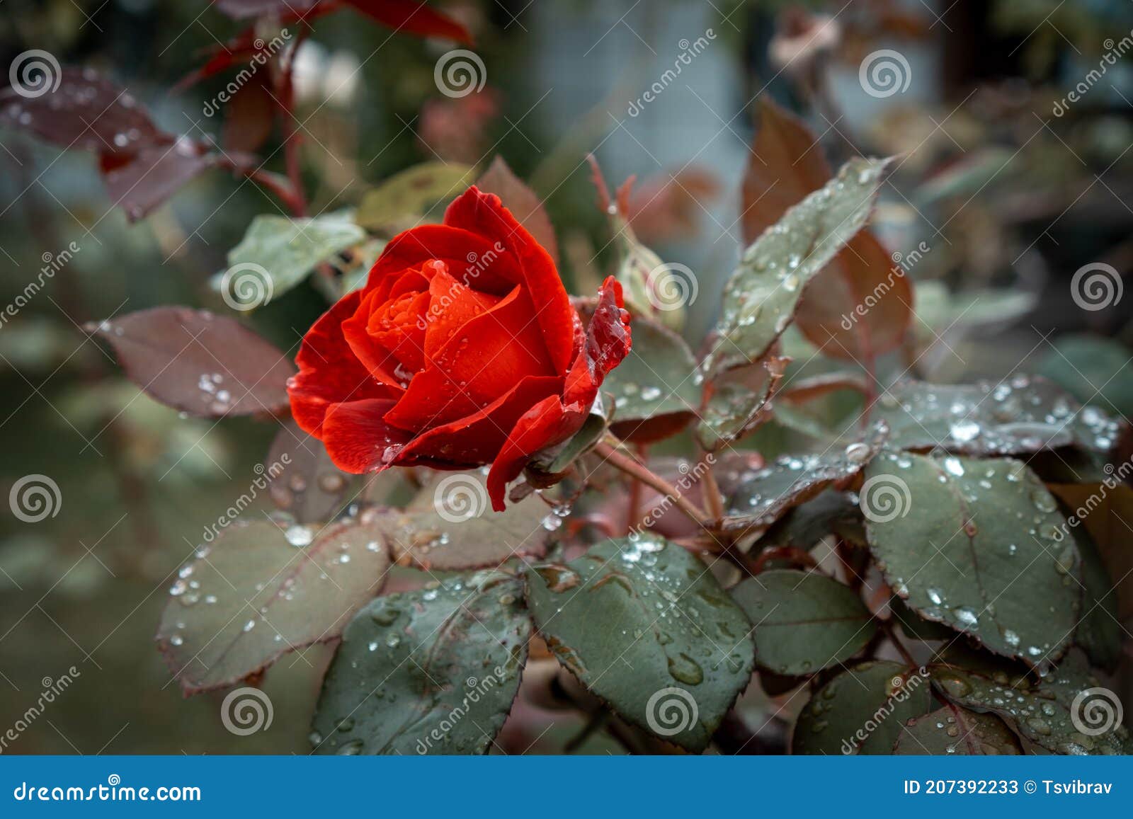 Closeup View of Red Rose after the Rain. Stock Image Image of