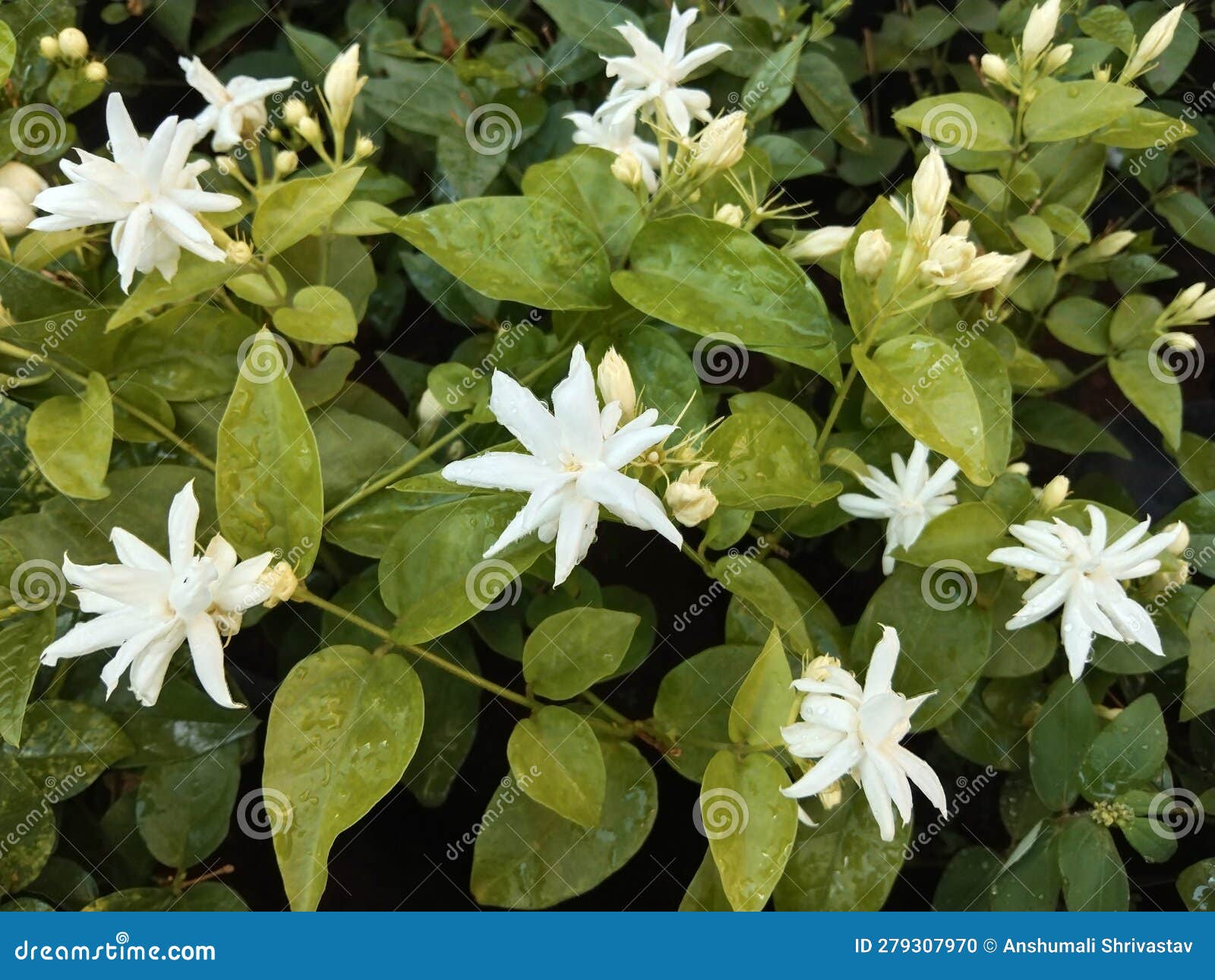 Closeup View of Star Jasmine Plant Stock Photo Image of flower, bloom