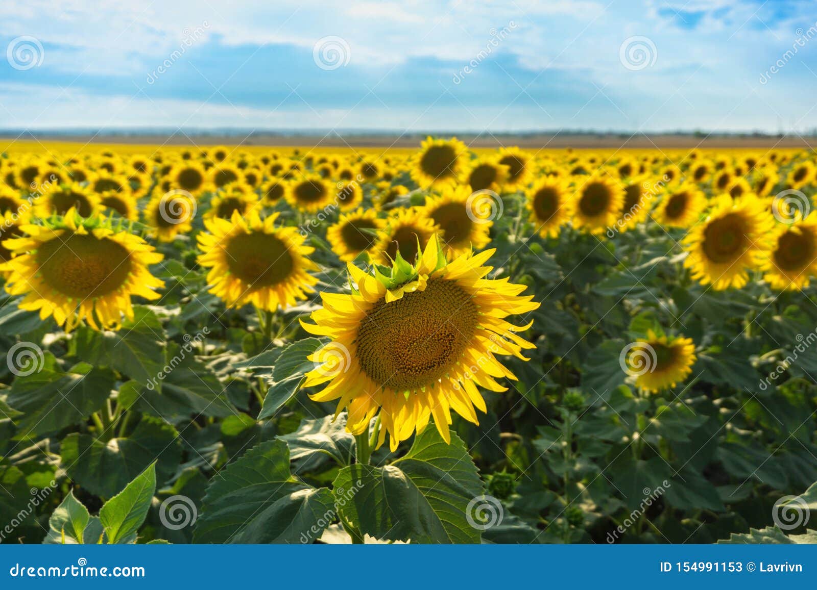 Closeup View on Sunflowers Field in Ukraine Stock Image Image of view