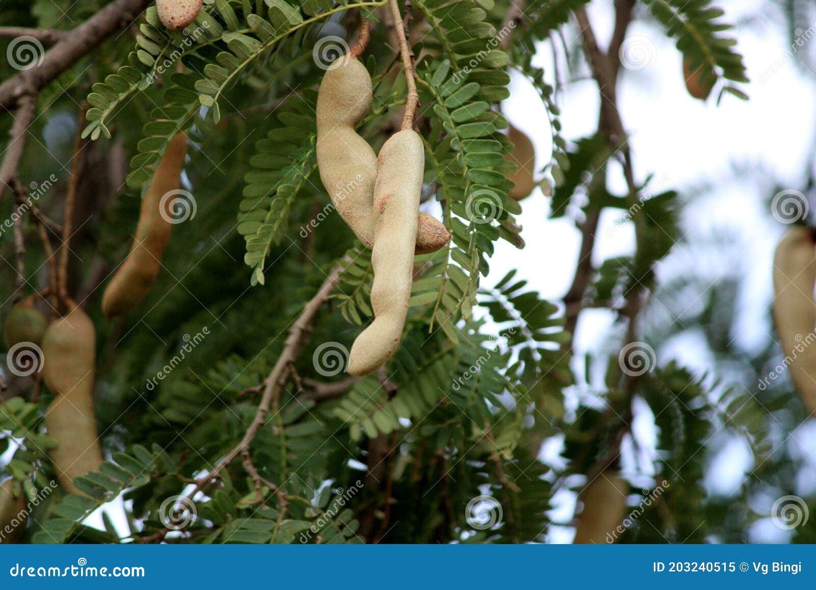 Closeup View Of Tamarind Tamarindus Indica Stock Image Image Of Indica Fruit Closeup View Of Tamarind Tamarindus Indica Stock Image Image Of Indica Fruit