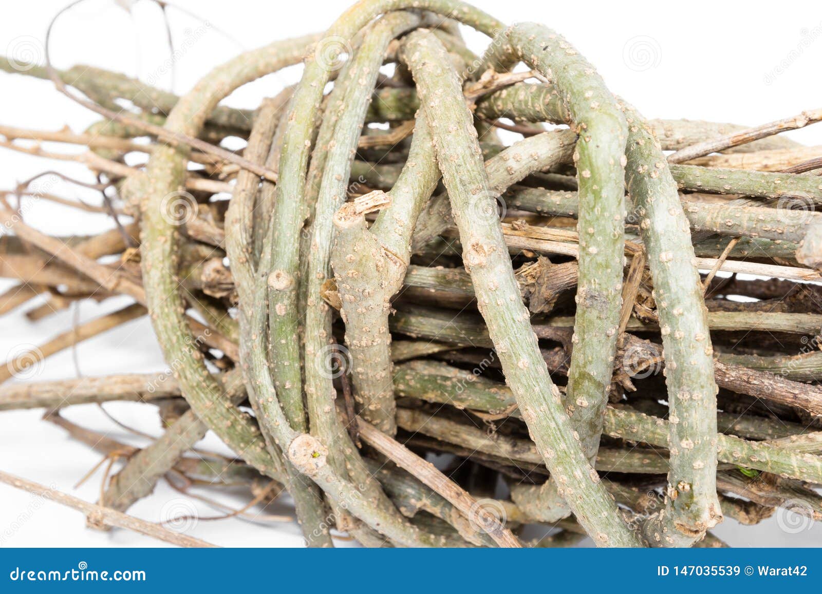 Closeup Vine Tree Branches Isolated on White Background Stock Image