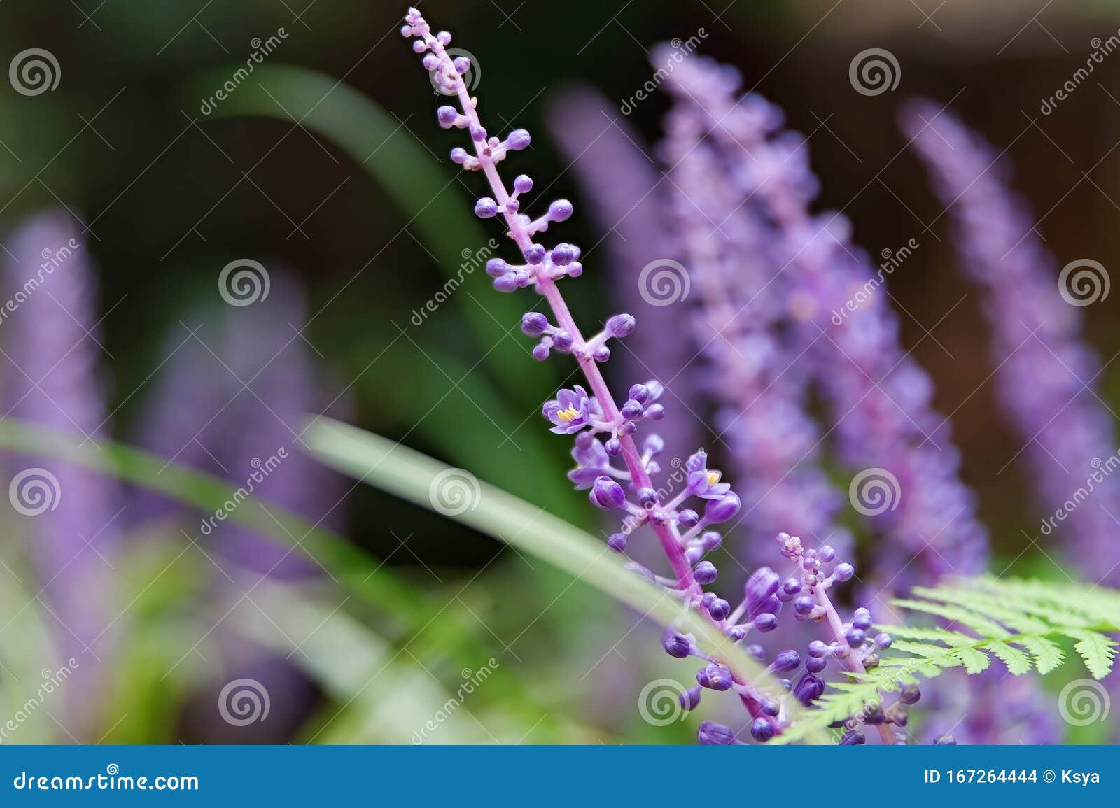 Closeup of a Violet Wild Flower on a Field Stock Photo - Image of ...