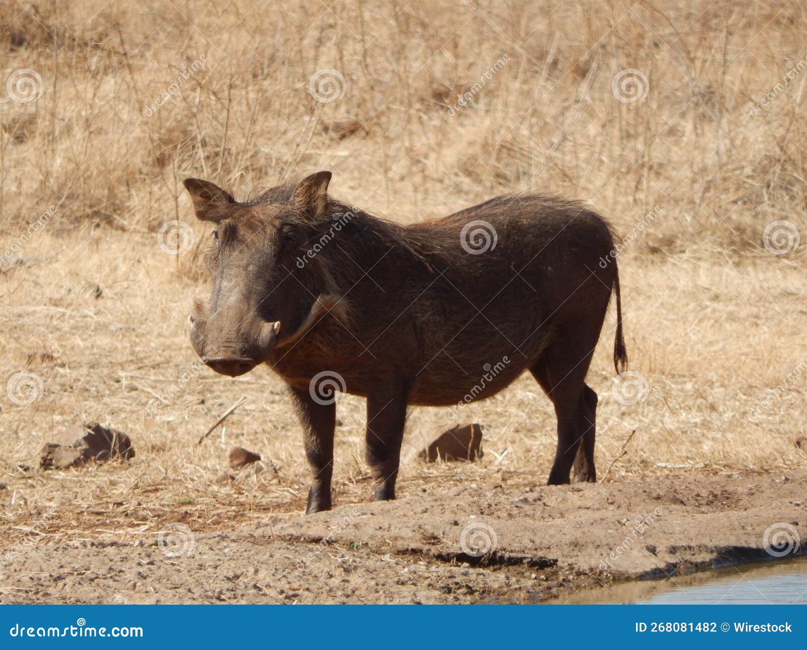 https://thumbs.dreamstime.com/z/closeup-waterhog-phacochoerus-africanus-inhabiting-savanna-closeup-waterhog-phacochoerus-africanus-inhabiting-268081482.jpg