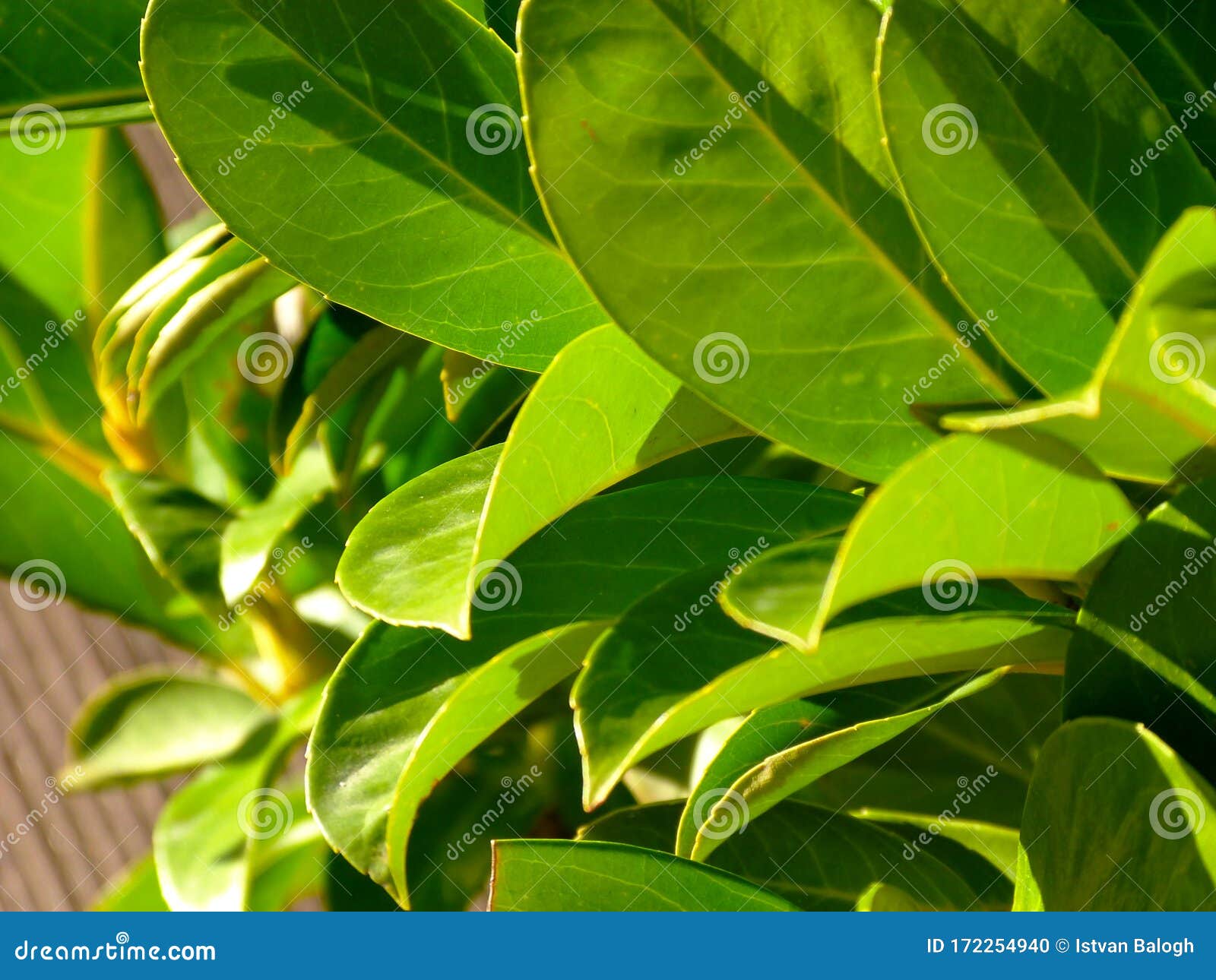 Closeup Of Waxy Bright Green Leaves Of Evergreen Mediterranean Shrub