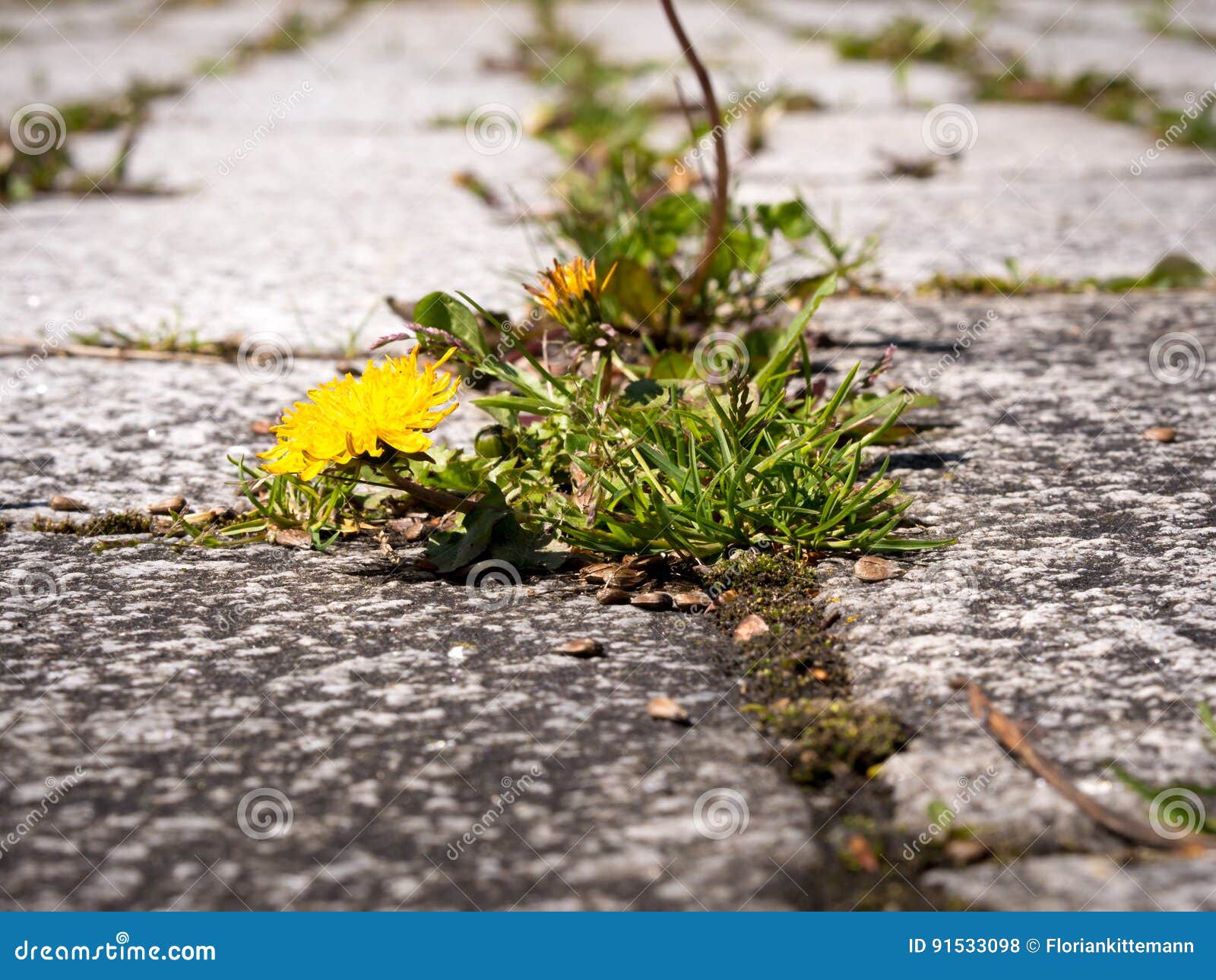 closeup of weeds growing and sprouting between gaps on courtyard