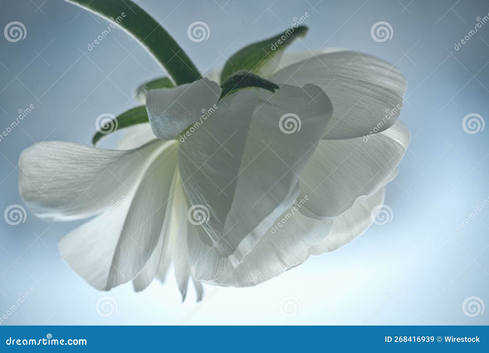 Closeup of a White Buttercup Flower Stock Image Image of dreamy