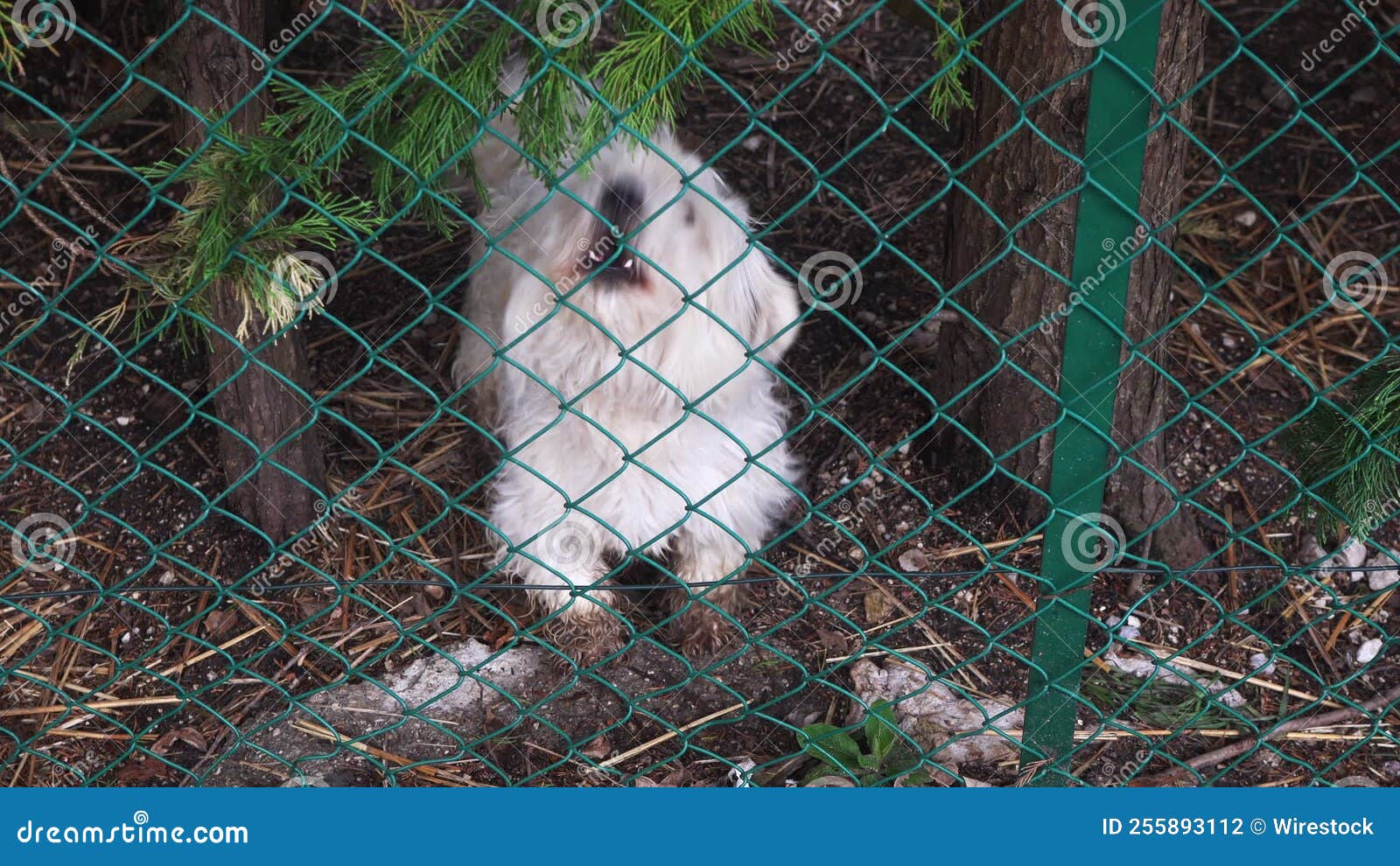 Closeup of White Dog Barking Behind a Fence Stock Footage Video of