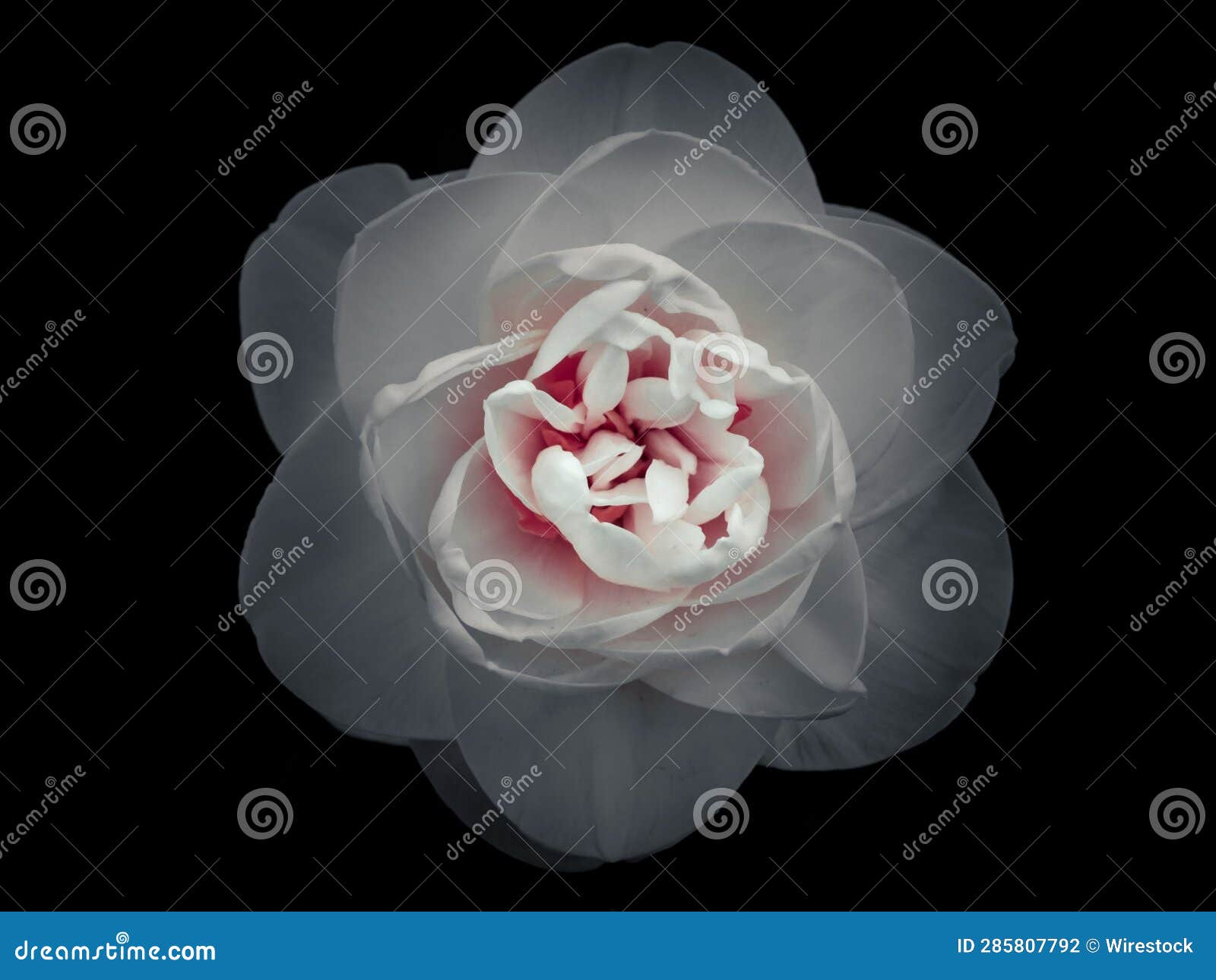 Closeup of a White Flower on a Dark Background Stock Photo Image of