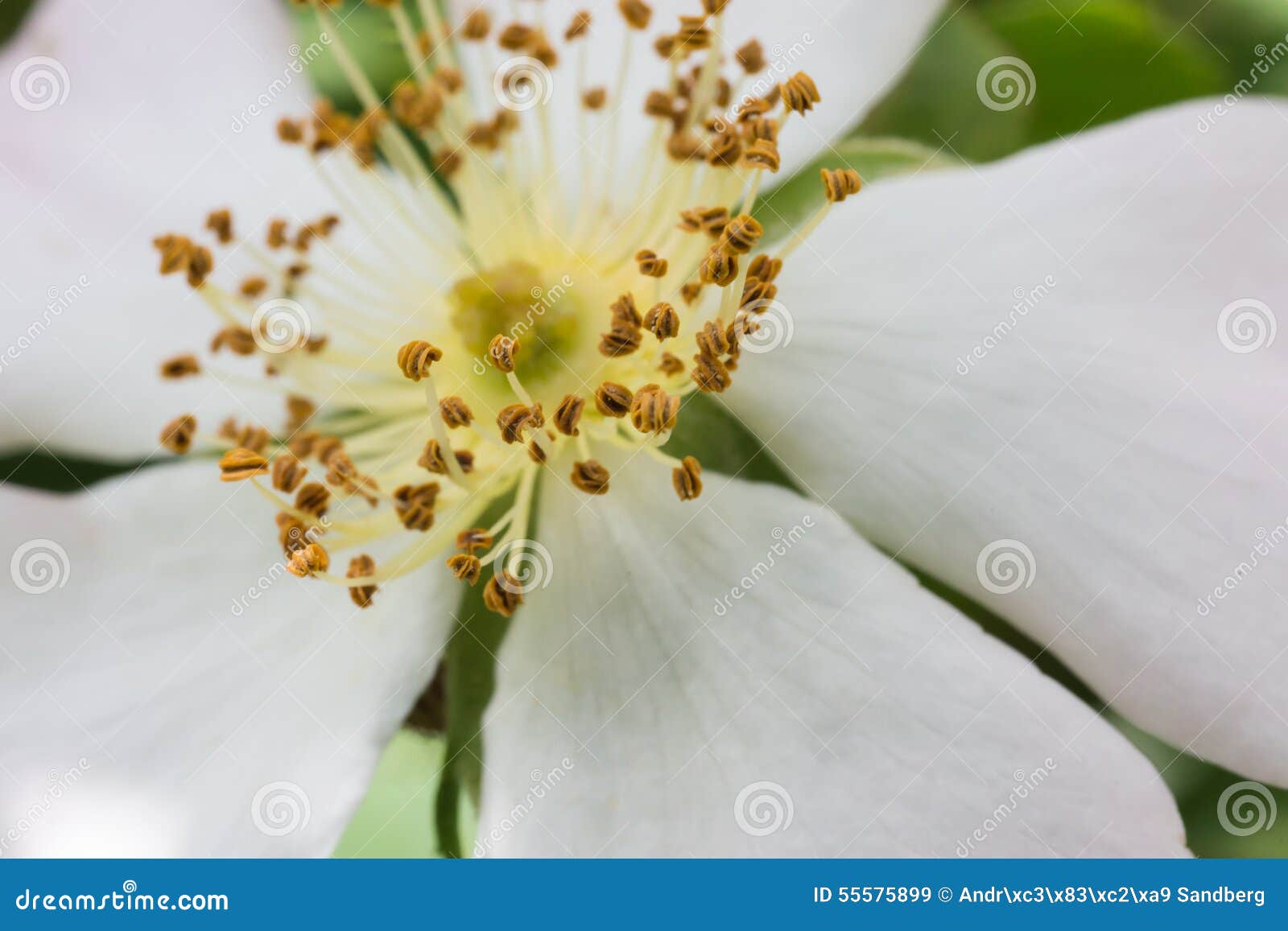 Closeup of White Flower Seeds Stock Image Image of isolated