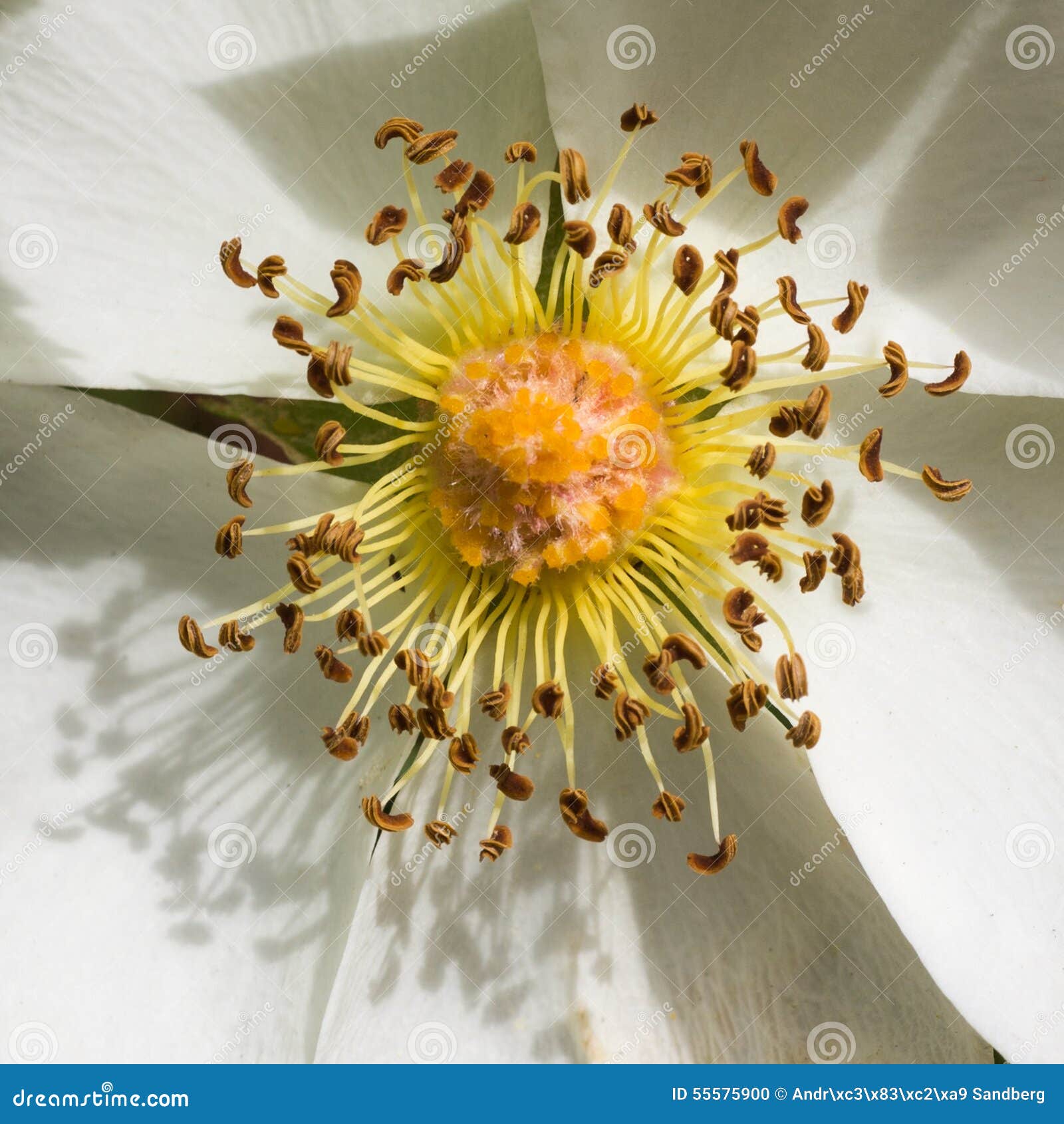 Closeup of White Flower Seeds Stock Photo Image of closeup, idyllic