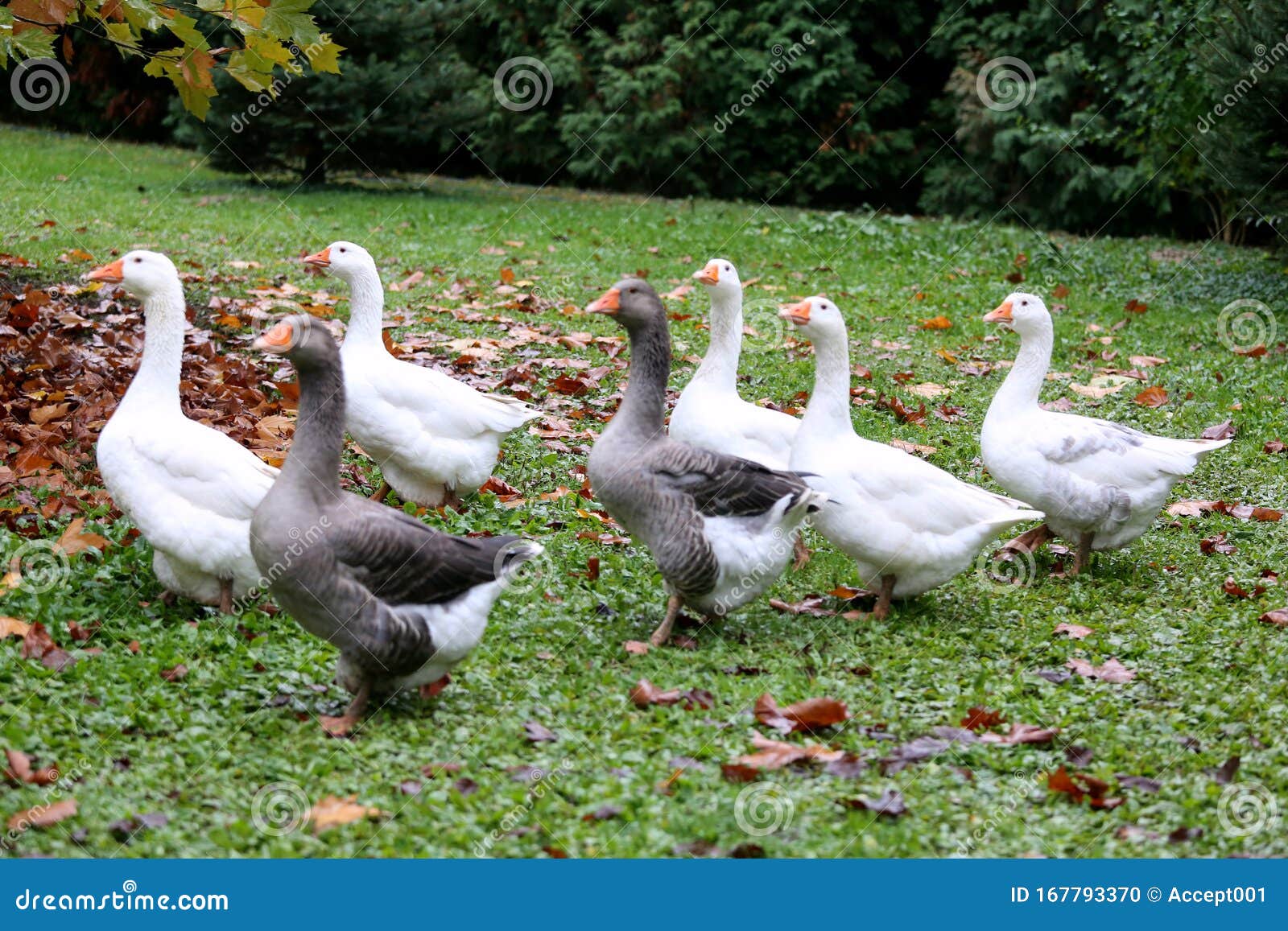 Closeup of White and Grey Adult Geese on Farm Yard. Domestic Goose Live at  Beautiful Animal Farm Stock Photo - Image of countryside, farmland:  167793370