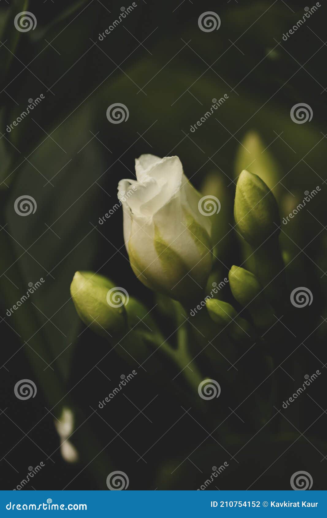 Closeup of White Jasmine Flower on Black Background Stock Photo Image
