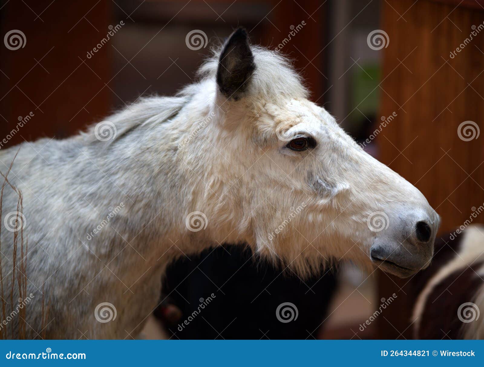 closeup of a white noma horse against the blurred background