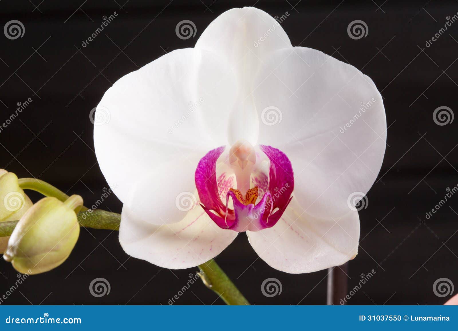 closeup white orchid phalaenopsis cultivars hybrid flower